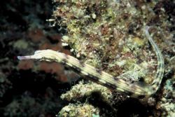 Pipefish, taken with Nikonos V, SB 105, extension tube by Erich Tagwerker 